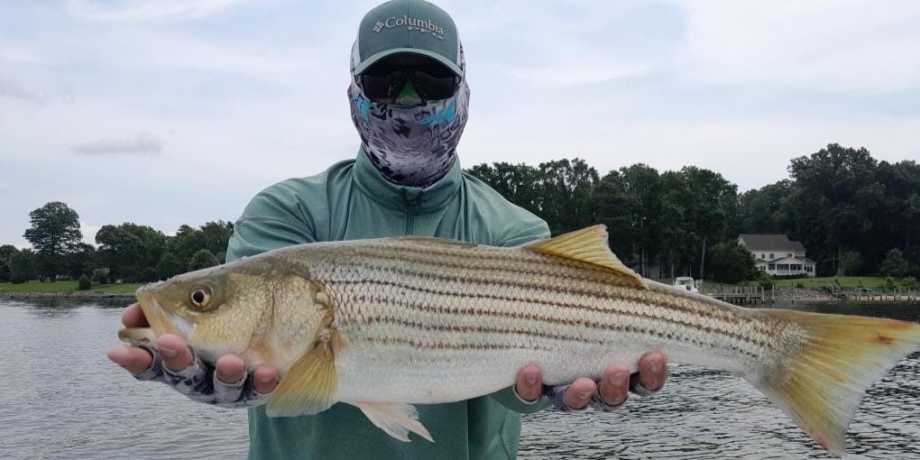 6 Hour Potomac River Striped Bass Fishing Trip